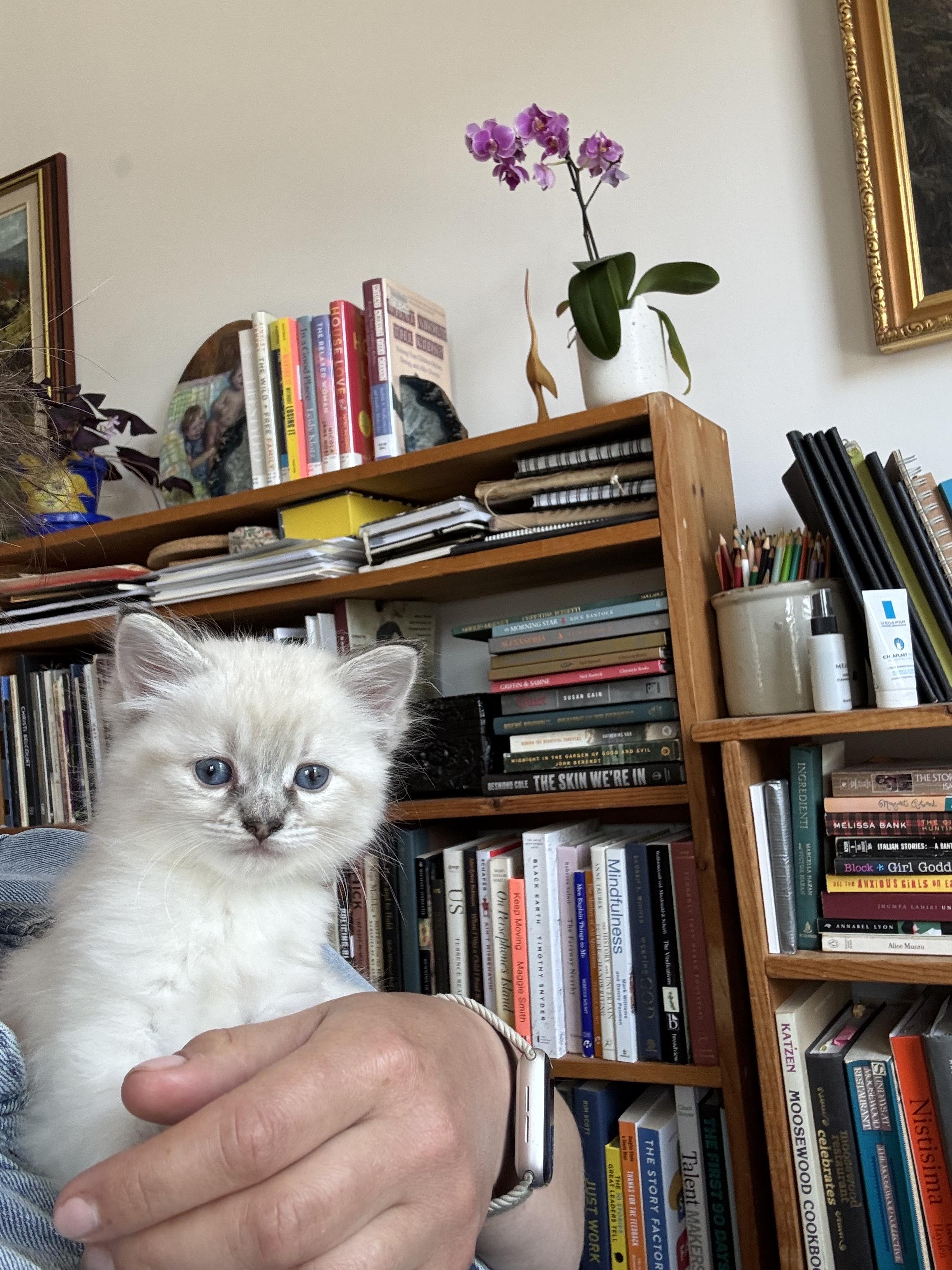 Fonteyn, a ADOPTABLE Siamese in Mississauga, ON image 3/5