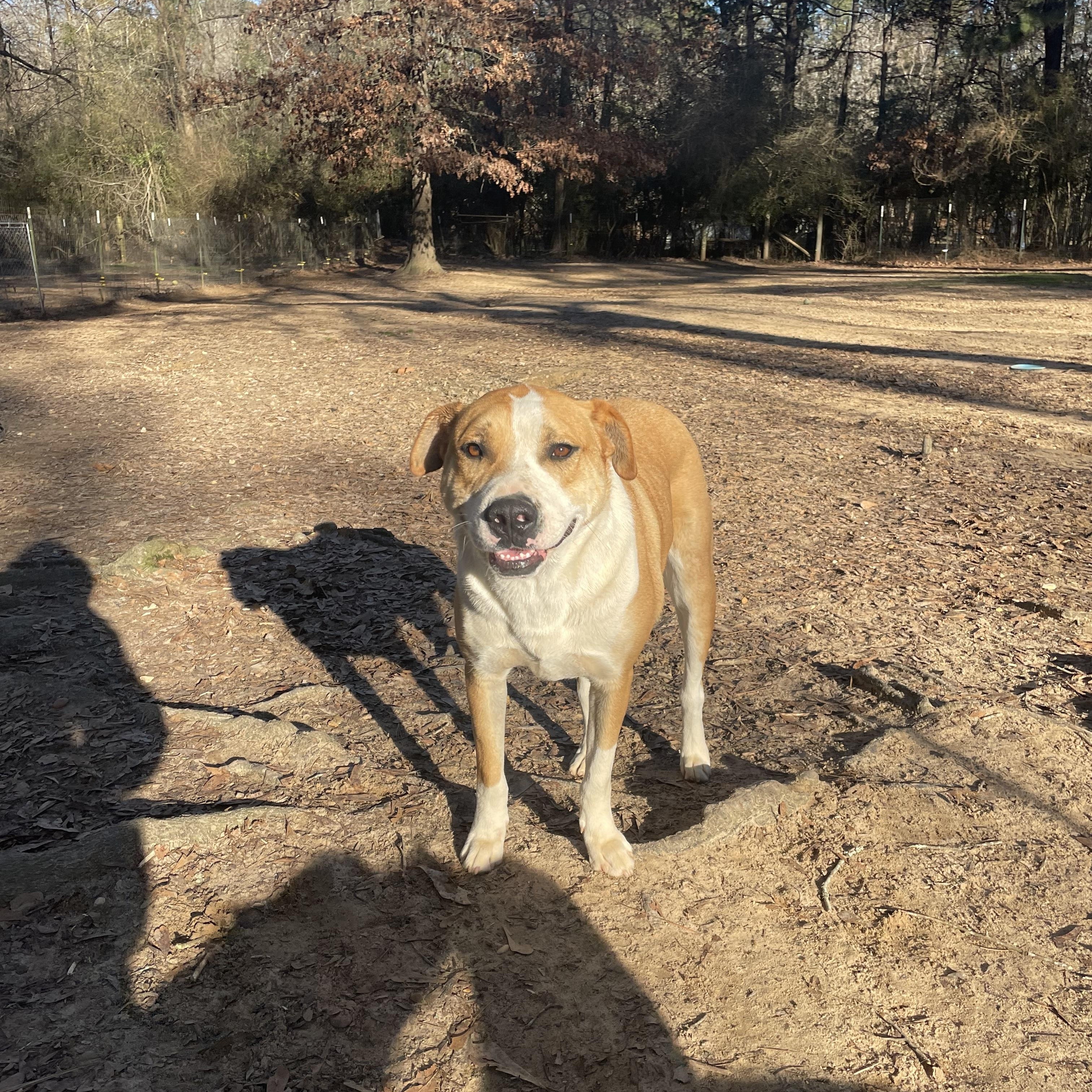 Archer, Adoptable, Adult Male Terrier.