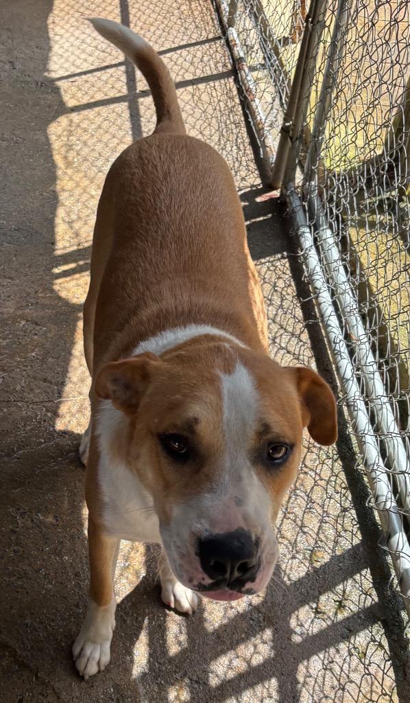 Enlarge Archer, a Adoptable mixed breed in Ruston, LA image 4/4