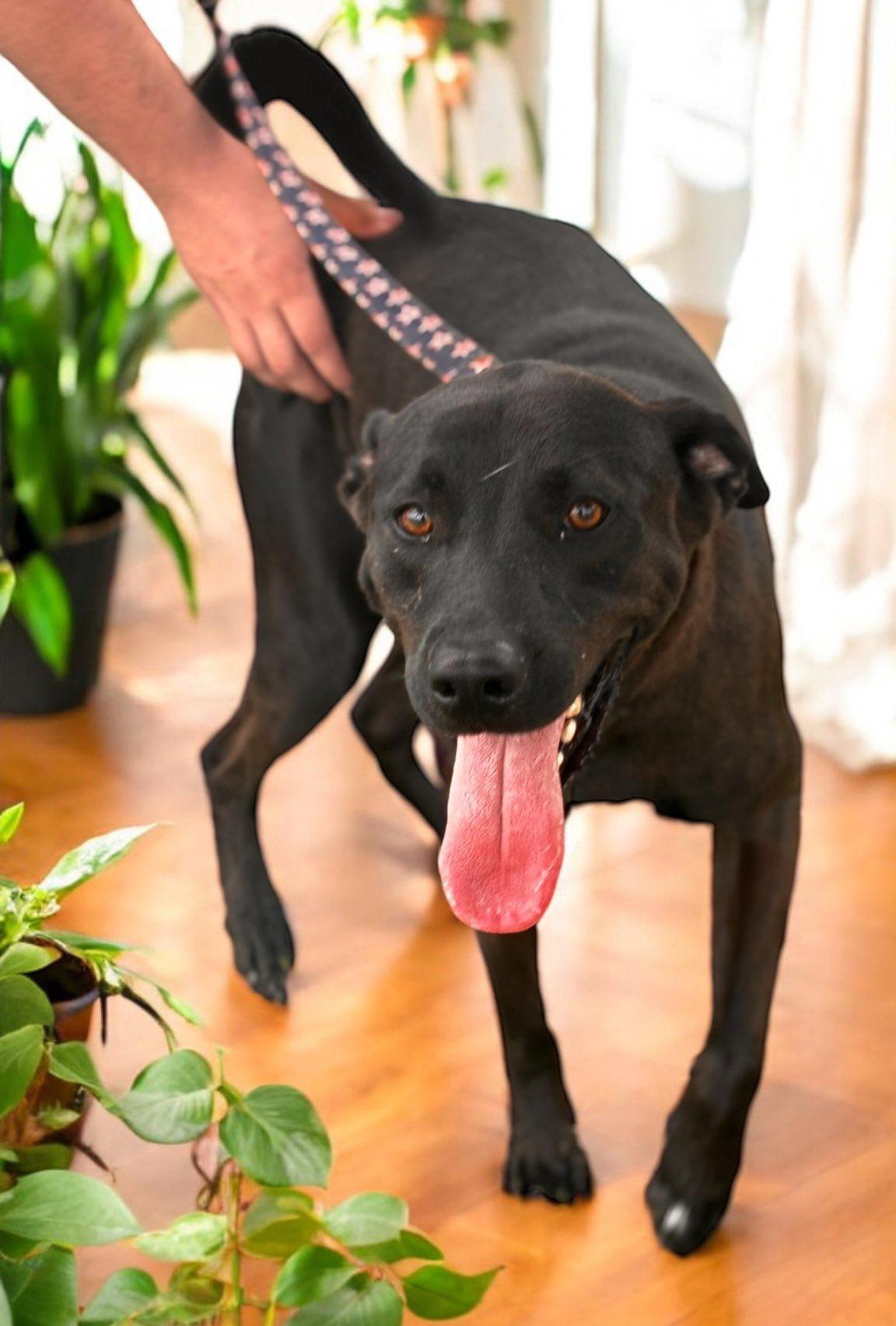 Bubba, a Adoptable mixed breed in Bryan, TX image 3/6