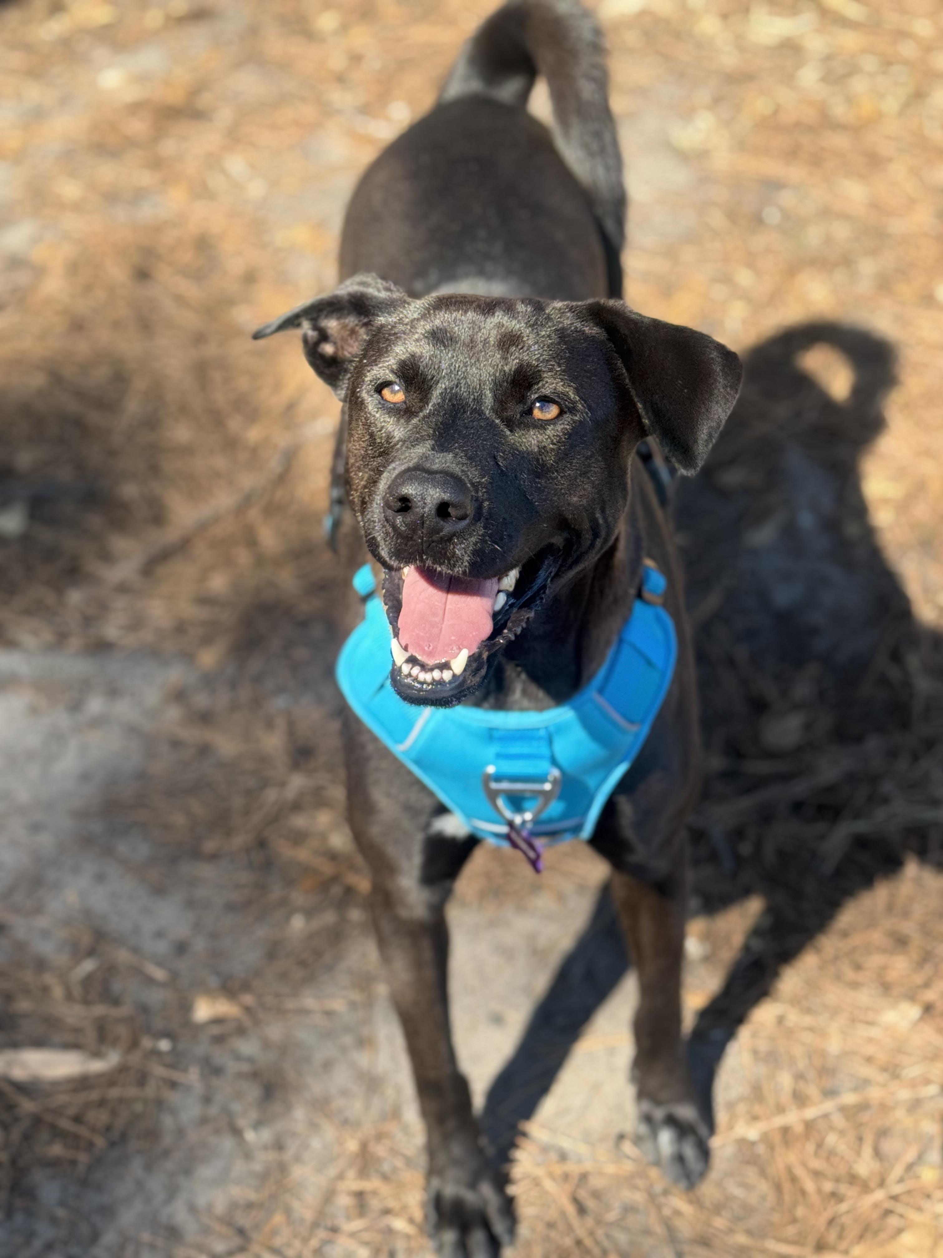 Enlarge Bubba, a Adoptable mixed breed in Bryan, TX image 2/5