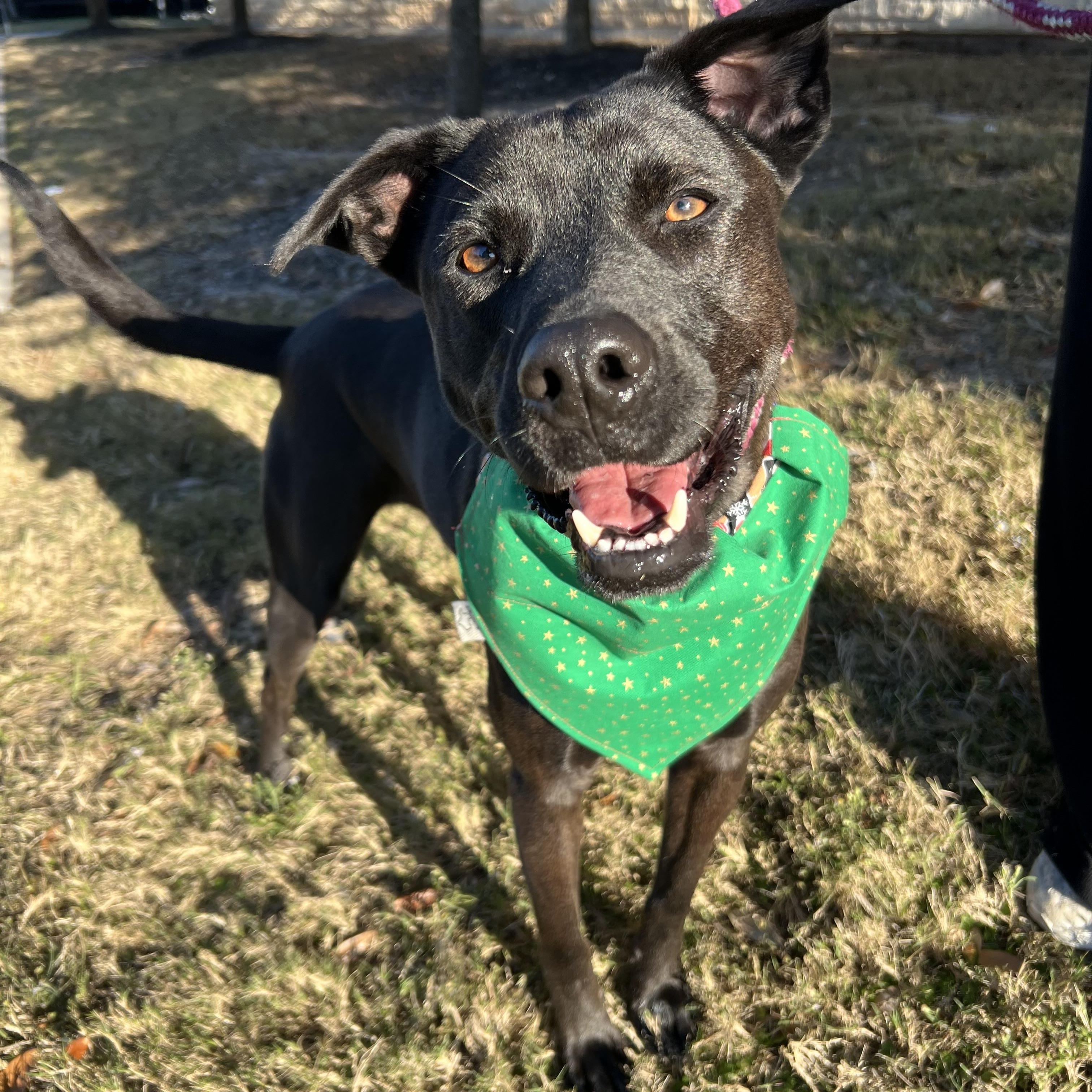 Enlarge Bubba, a Adoptable mixed breed in Bryan, TX image 1/4