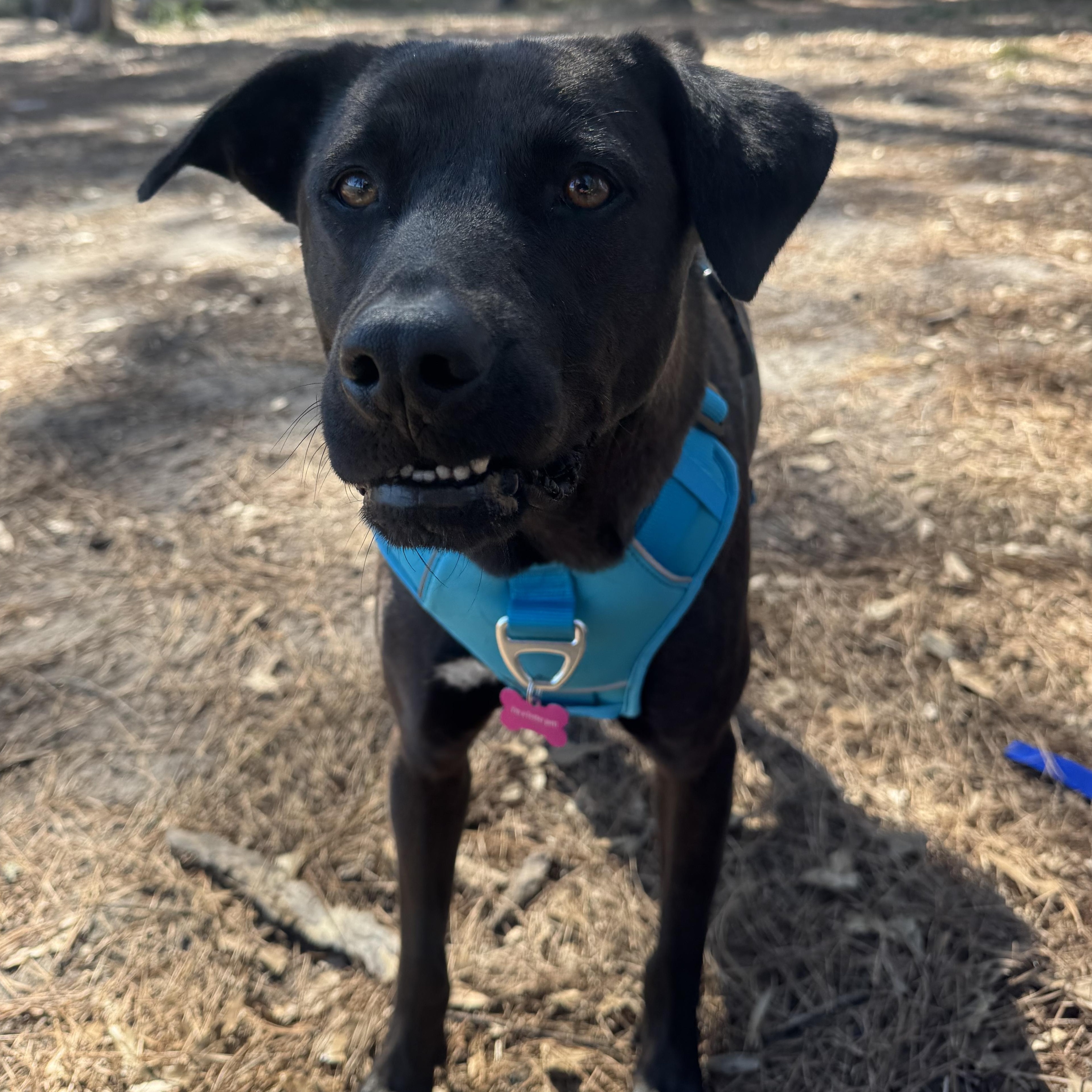 Enlarge Bubba, a Adoptable mixed breed in Bryan, TX image 4/5