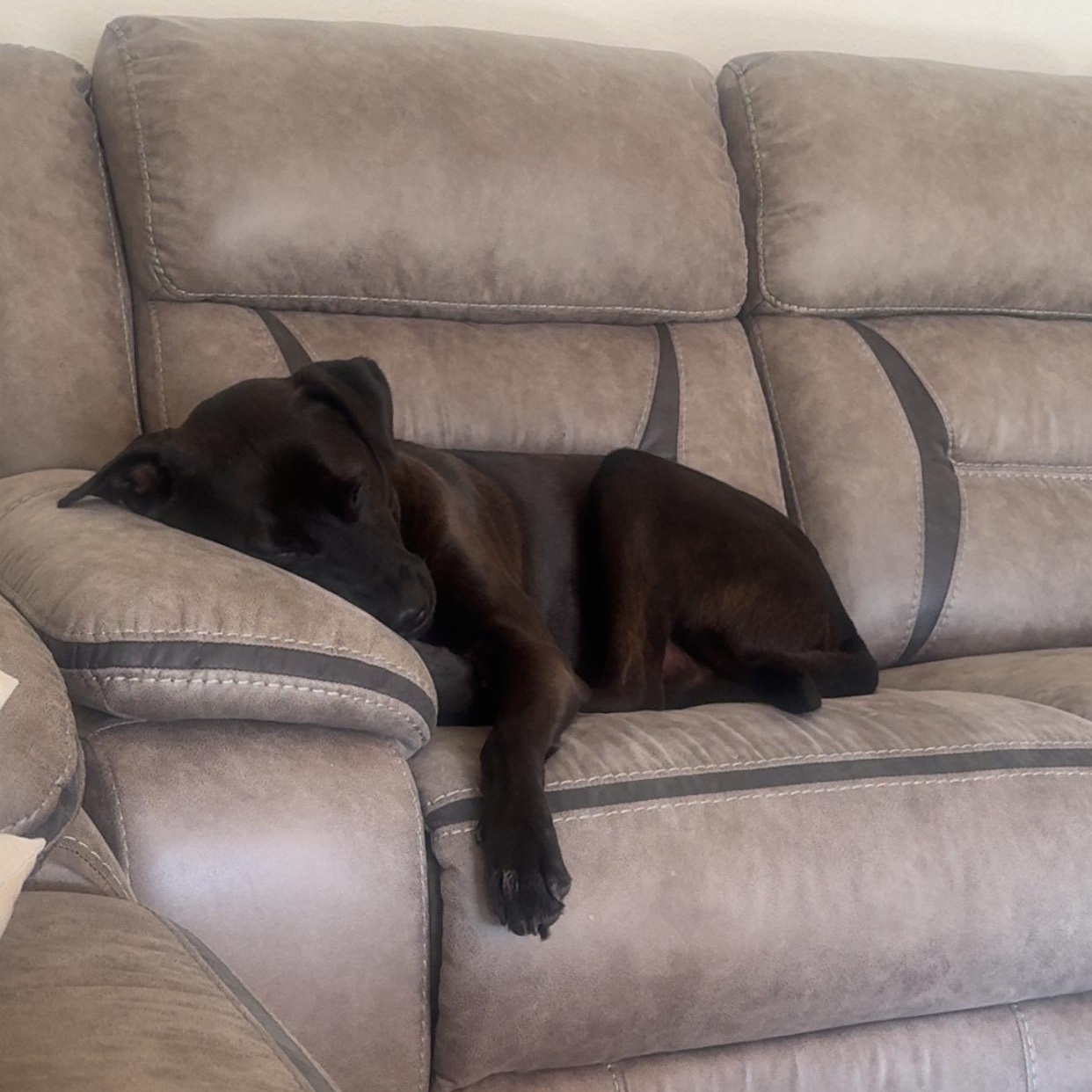 Enlarge Bubba, a Adoptable mixed breed in Bryan, TX image 5/5