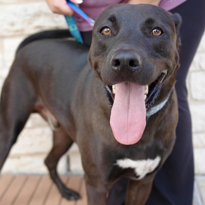 Bubba, Adoptable, Adult Male Black Labrador Retriever.