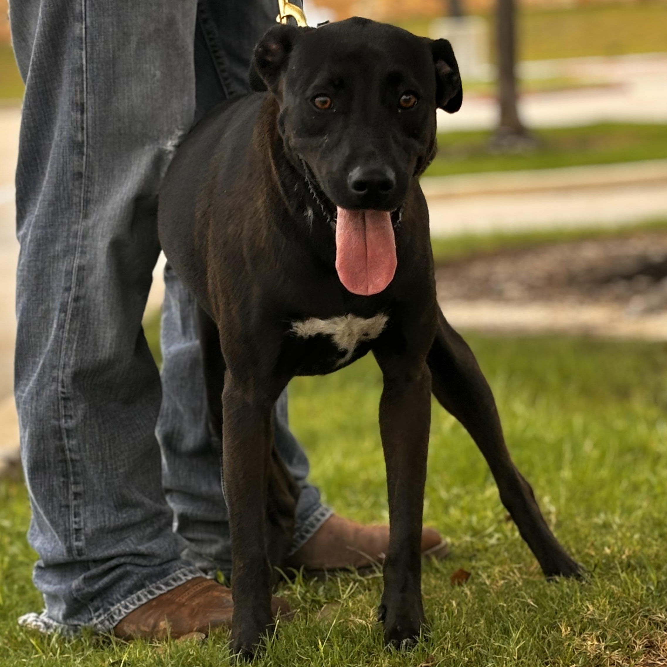 Bubba, a Adoptable mixed breed in Bryan, TX image 5/6