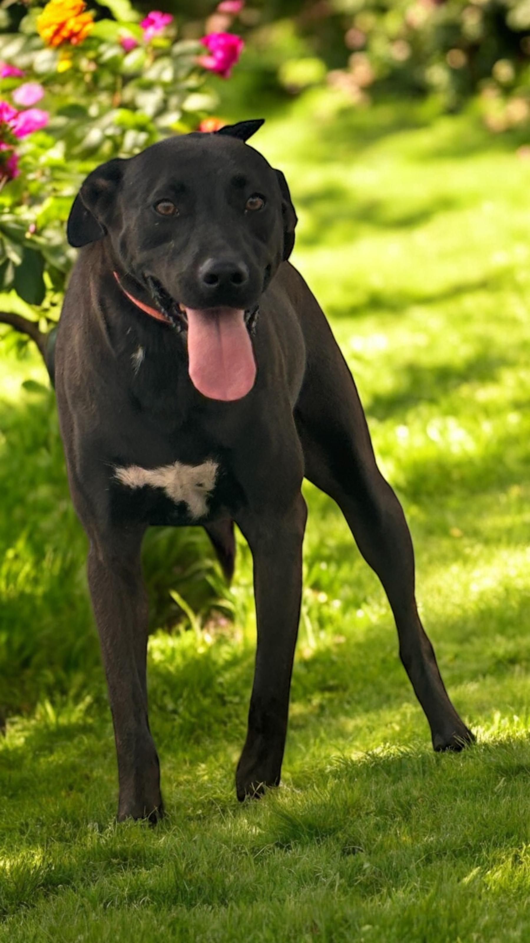 Bubba, a Adoptable mixed breed in Bryan, TX image 6/6