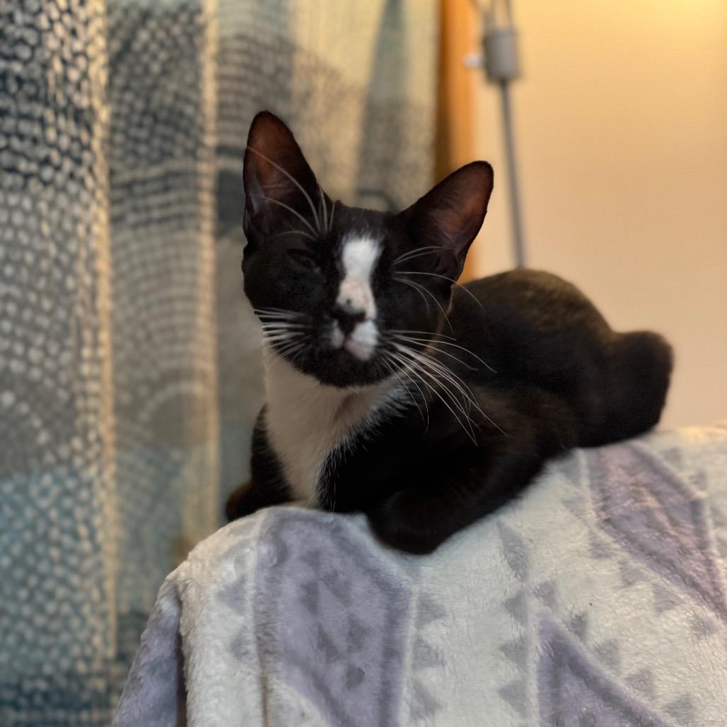 Punk, Adoptable, Adult Male Domestic Short Hair.