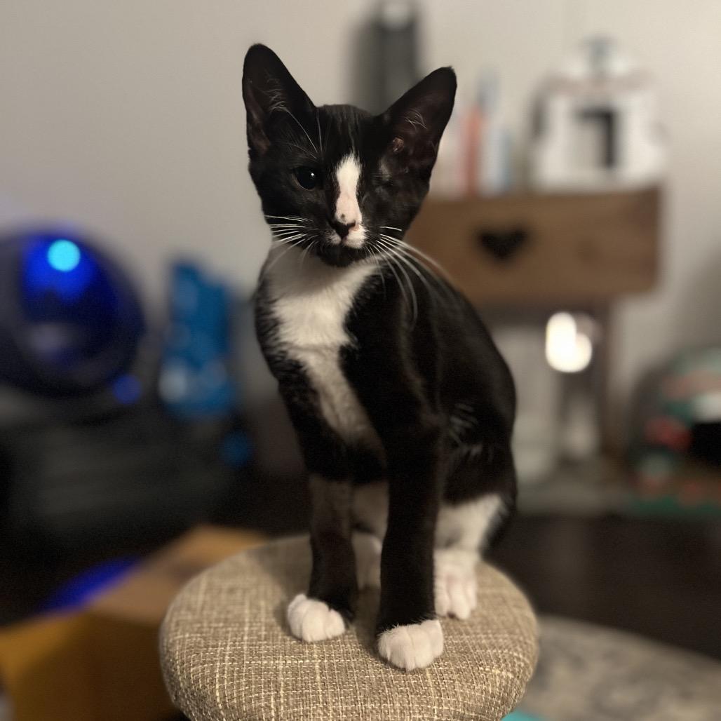 Punk, a Adoptable Domestic Short Hair in Port Richey, FL image 2/2