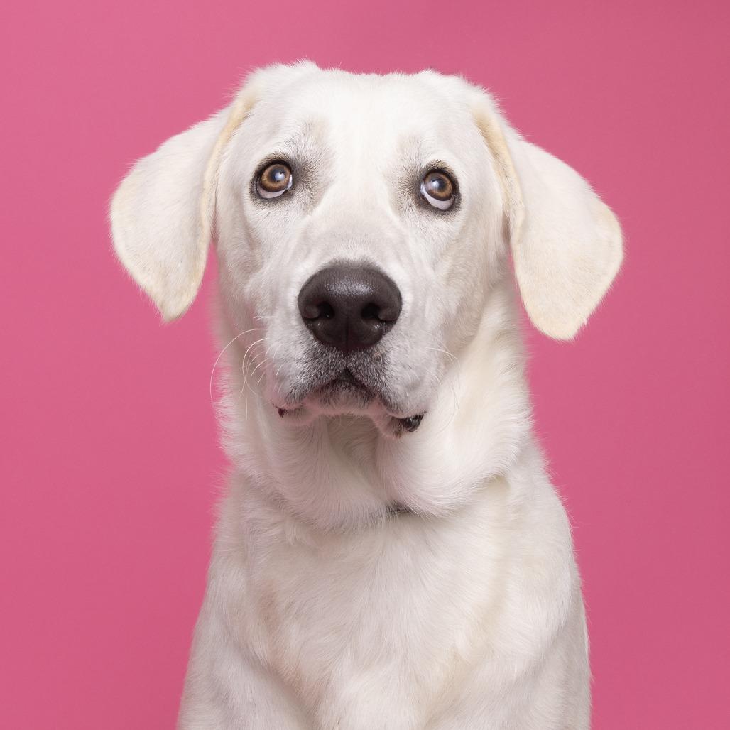 Cooper, Adoptable, Adult Male Mixed Breed.