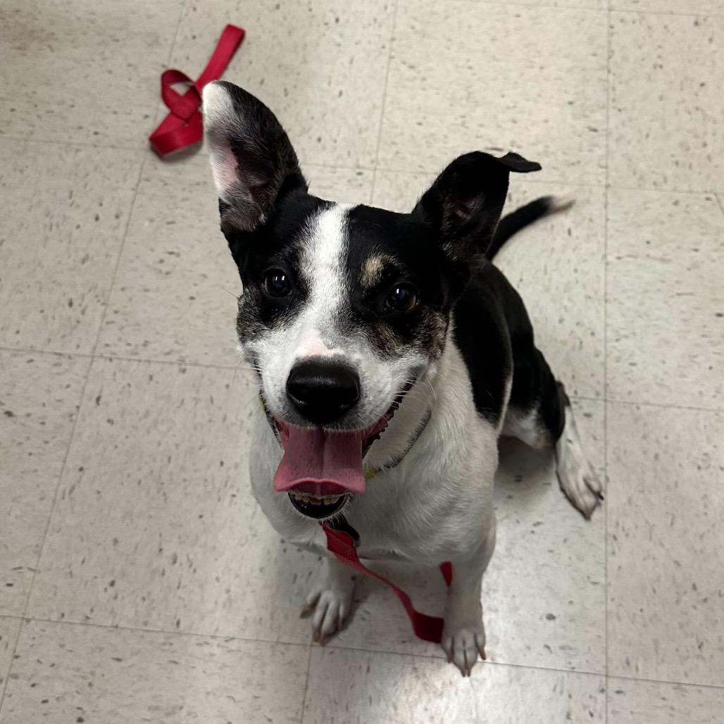 Enlarge Dakota, a Adoptable mixed breed in Edinburg, TX image 1/6