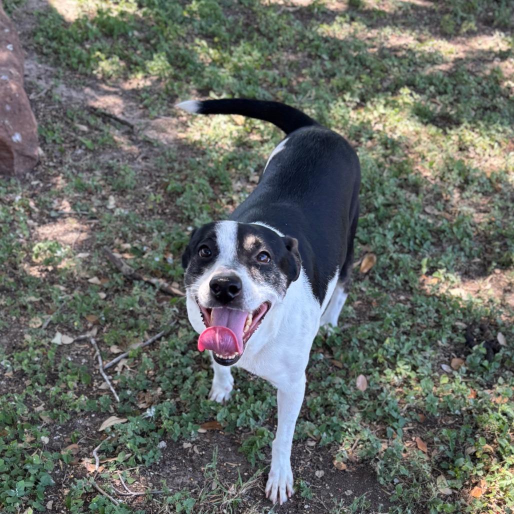 Enlarge Dakota, a Adoptable mixed breed in Edinburg, TX image 2/6