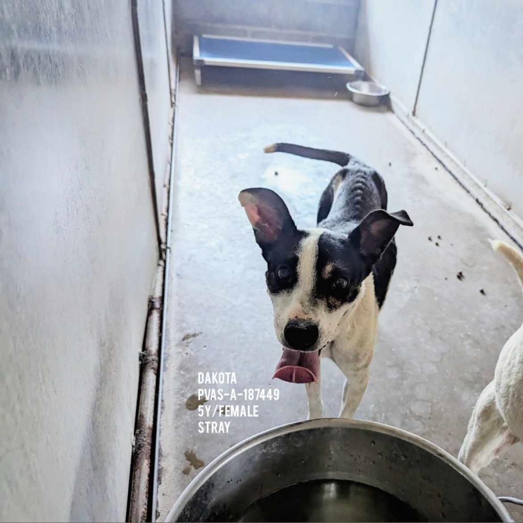 Enlarge Dakota, a Adoptable mixed breed in Edinburg, TX image 3/6