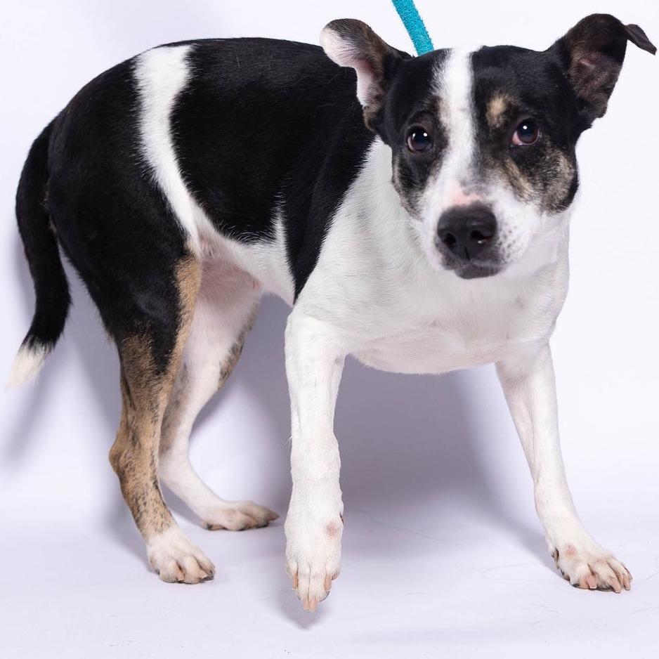 Enlarge Dakota, a Adoptable mixed breed in Edinburg, TX image 4/6