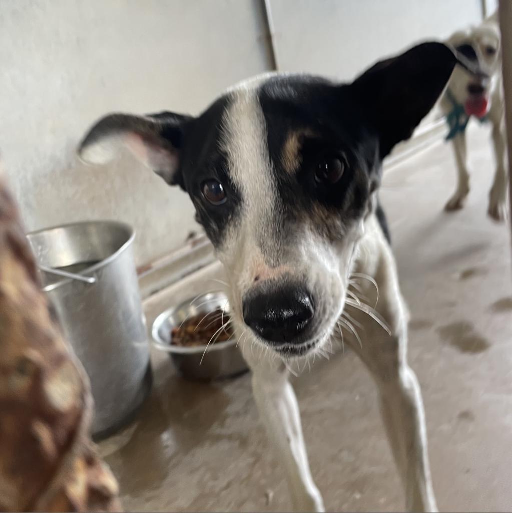 Enlarge Dakota, a Adoptable mixed breed in Edinburg, TX image 5/6