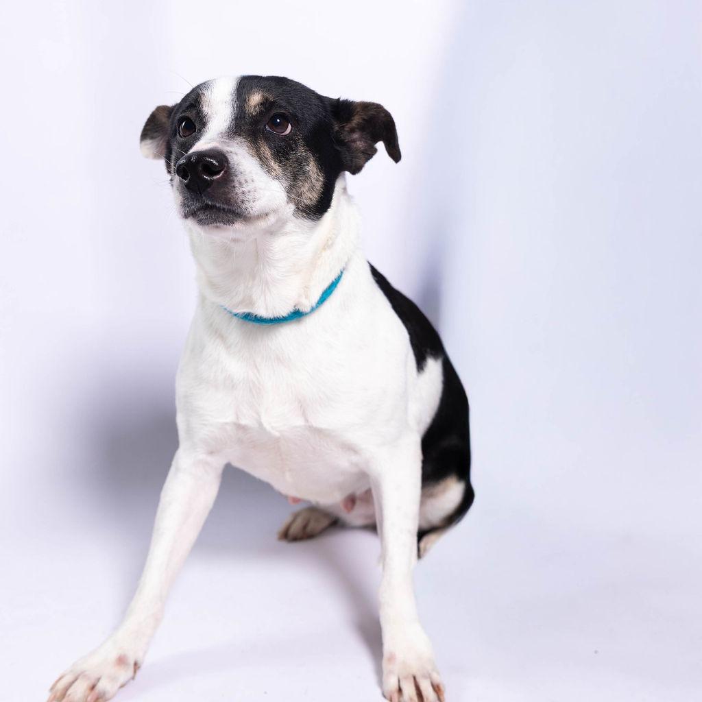 Enlarge Dakota, a Adoptable mixed breed in Edinburg, TX image 6/6