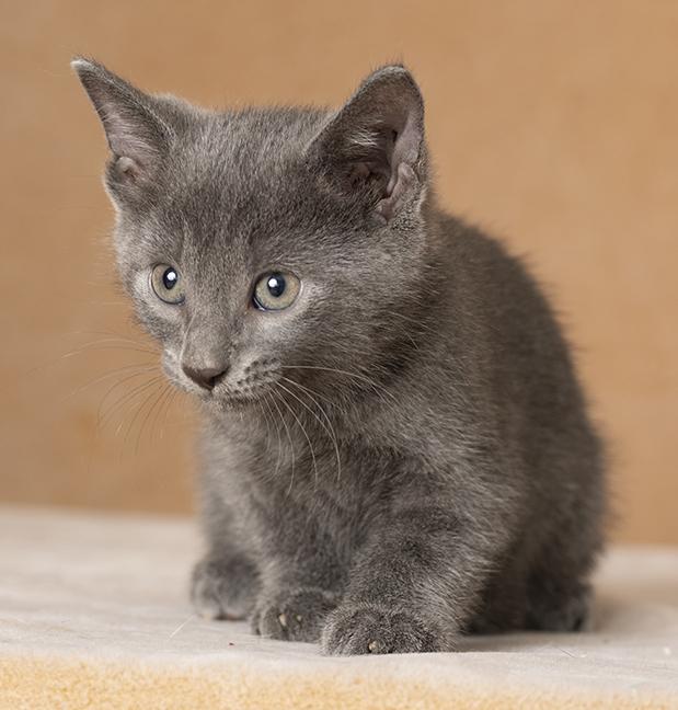 Enlarge Thor, a Adopted Domestic Short Hair in Chicago, IL image 3/4