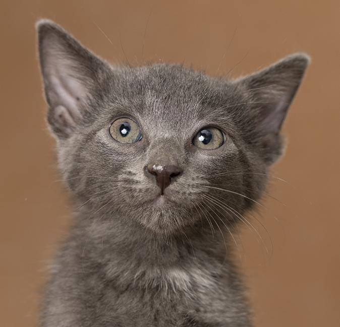 Enlarge Thor, a Adopted Domestic Short Hair in Chicago, IL image 2/4