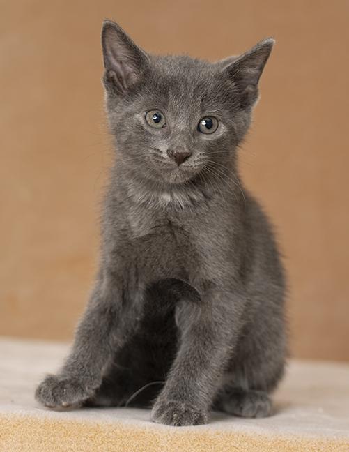 Thor, Adopted, Kitten Male Domestic Short Hair.