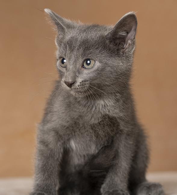 Enlarge Thor, a Adopted Domestic Short Hair in Chicago, IL image 4/4
