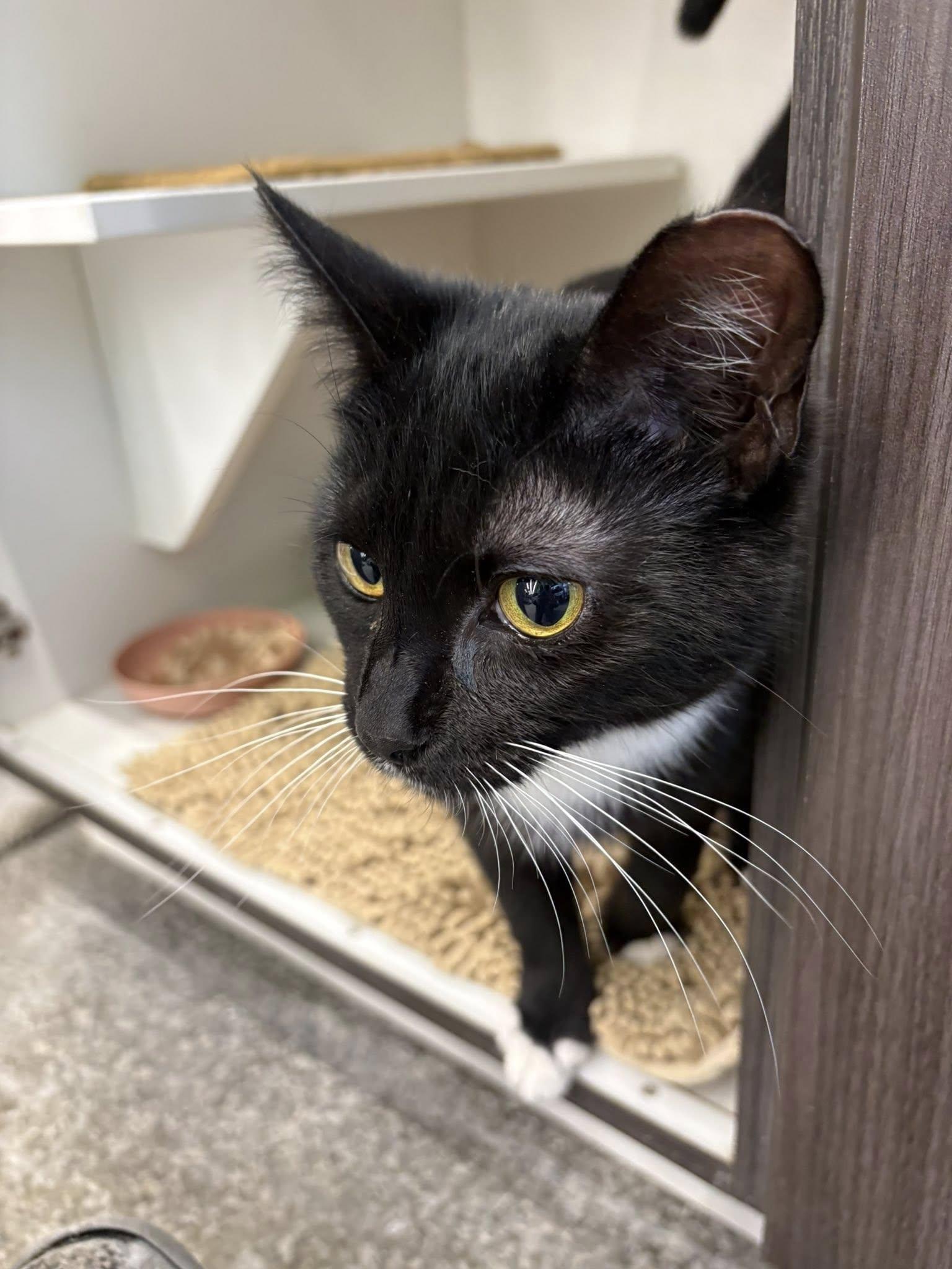 Enlarge Improv, a ADOPTABLE Domestic Short Hair in Cleveland, OH image 2/6