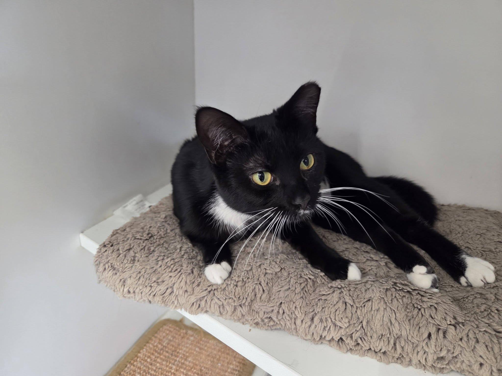 Enlarge Improv, a ADOPTABLE Domestic Short Hair in Cleveland, OH image 5/6