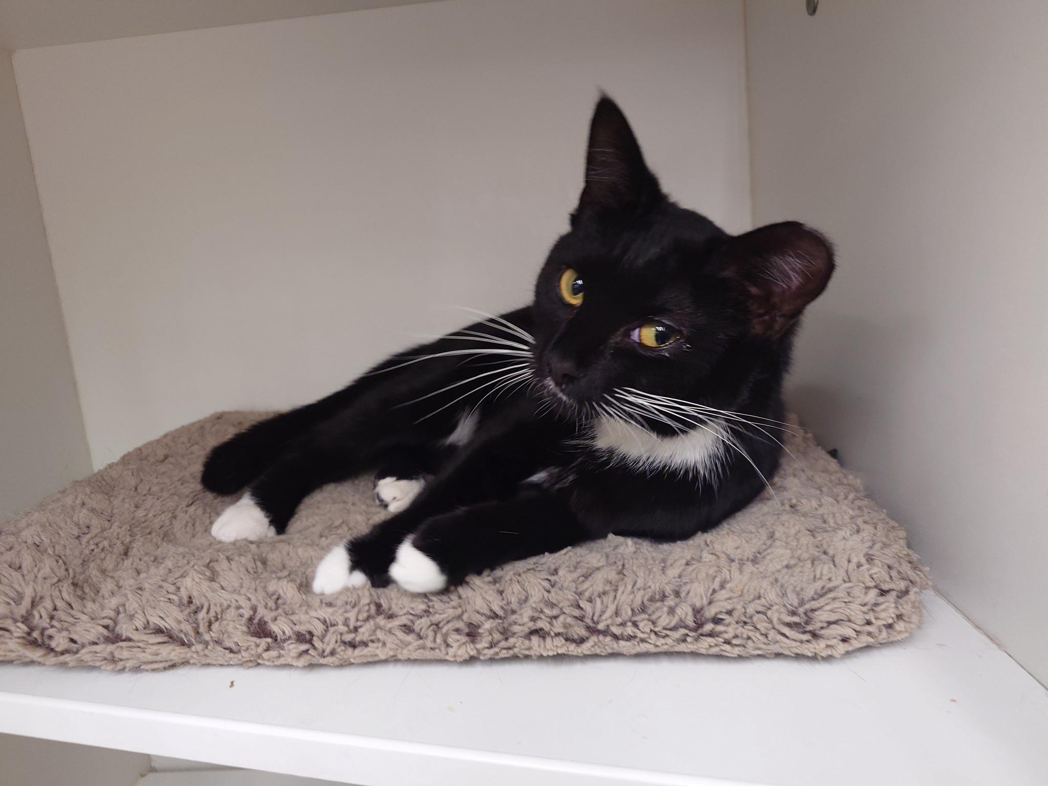 Improv, ADOPTABLE, Kitten Male Domestic Short Hair.