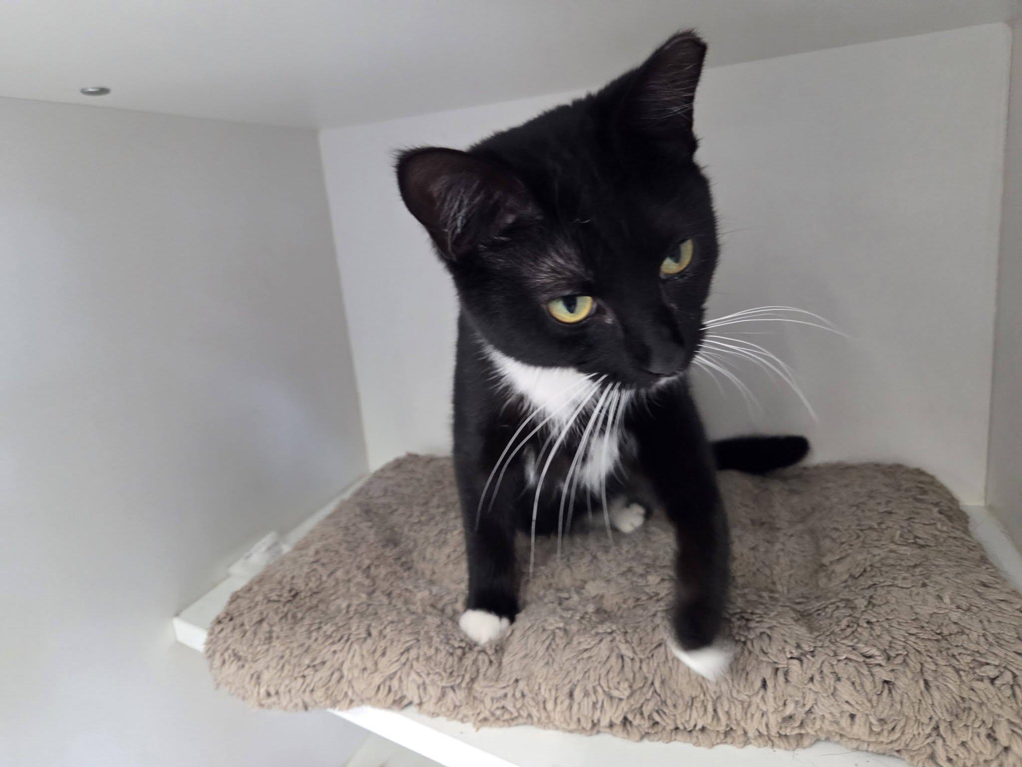 Enlarge Improv, a ADOPTABLE Domestic Short Hair in Cleveland, OH image 4/6