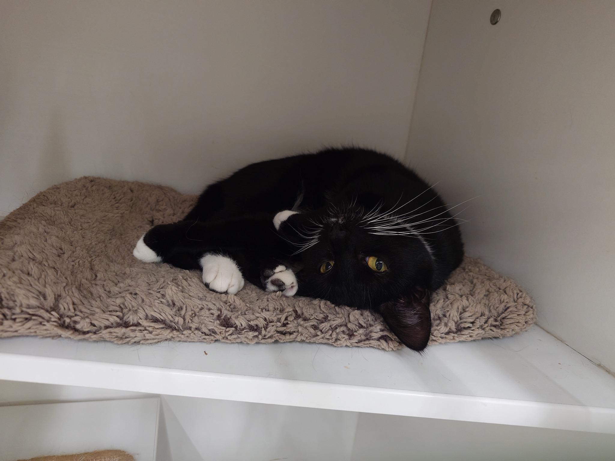 Enlarge Improv, a ADOPTABLE Domestic Short Hair in Cleveland, OH image 6/6