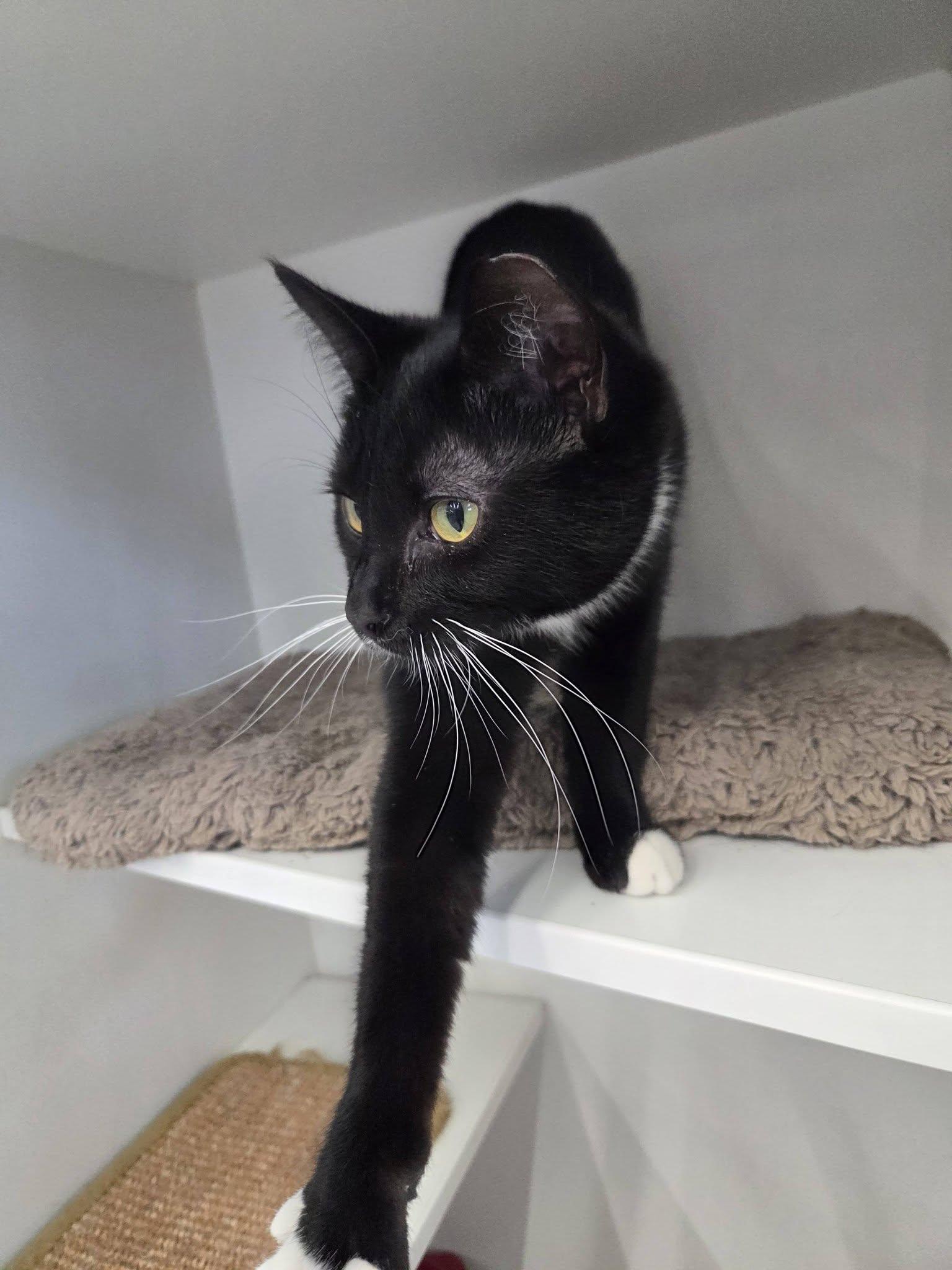 Enlarge Improv, a ADOPTABLE Domestic Short Hair in Cleveland, OH image 3/6