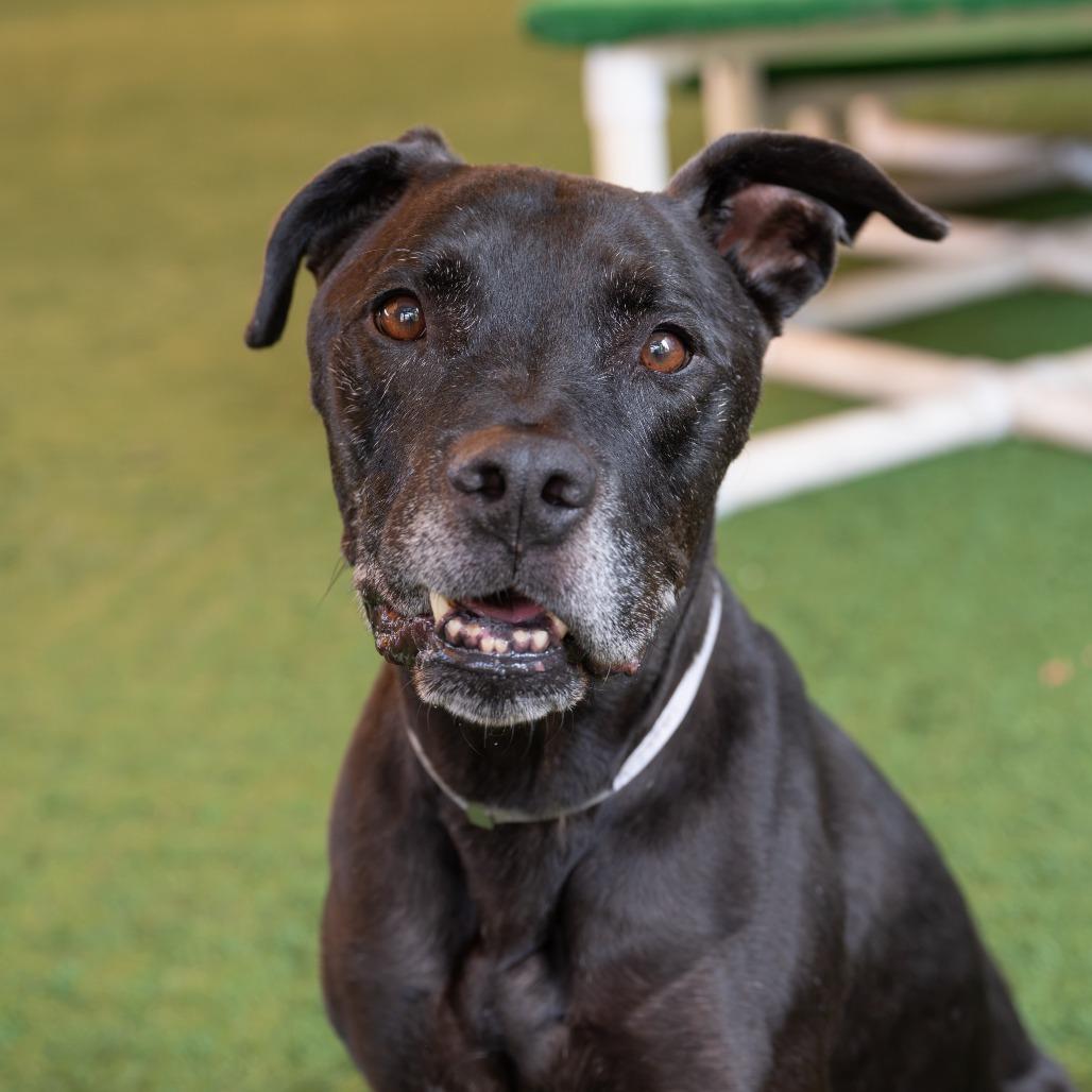 Remington, Adoptable, Senior Male Great Dane.