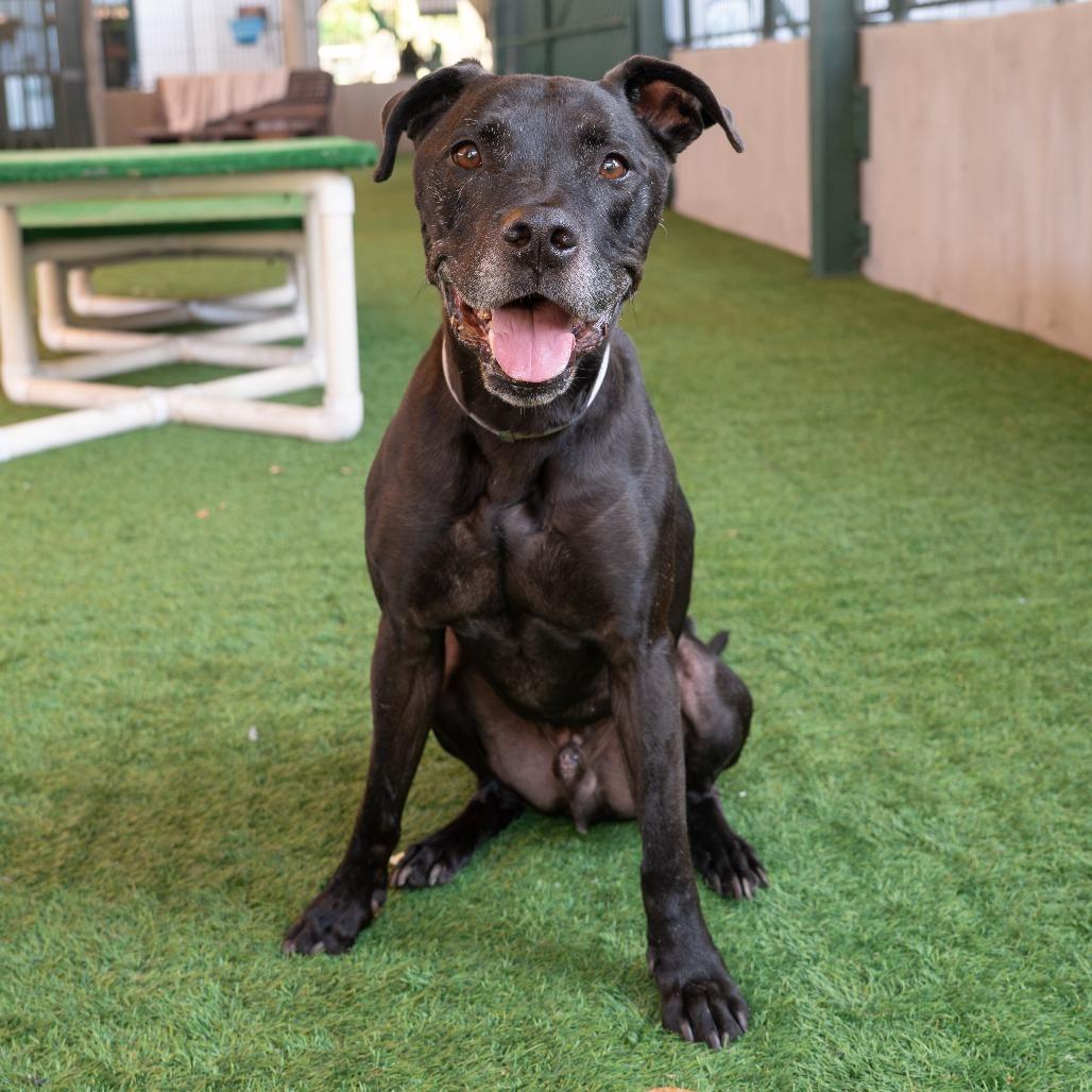 Remington, a Adoptable Great Dane in Pasadena, CA image 2/5