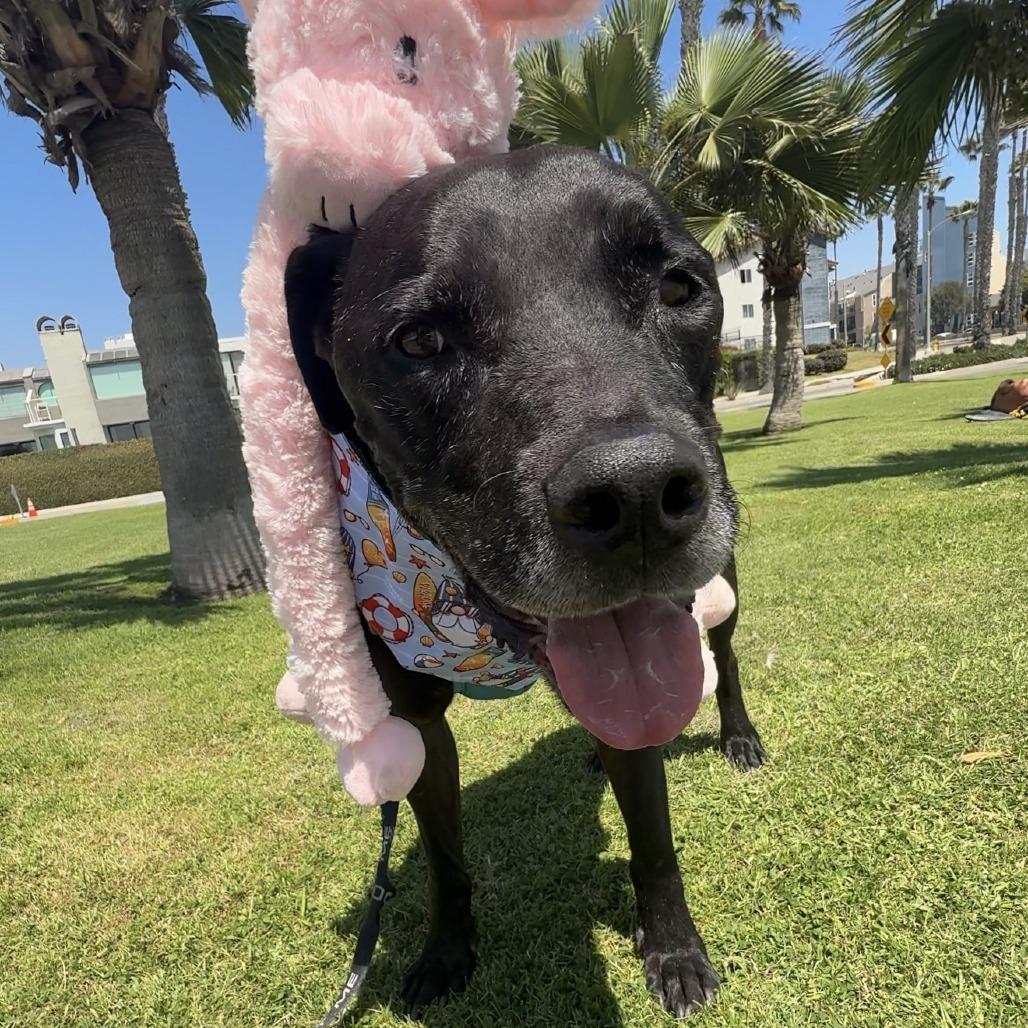 Remington, a Adoptable Great Dane in Pasadena, CA image 3/5