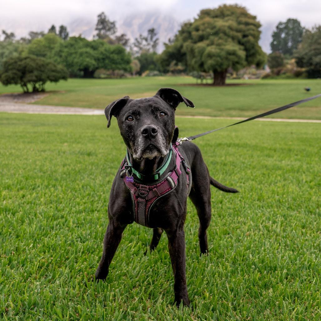 Enlarge Remington, a Adoptable Great Dane in Pasadena, CA image 2/6