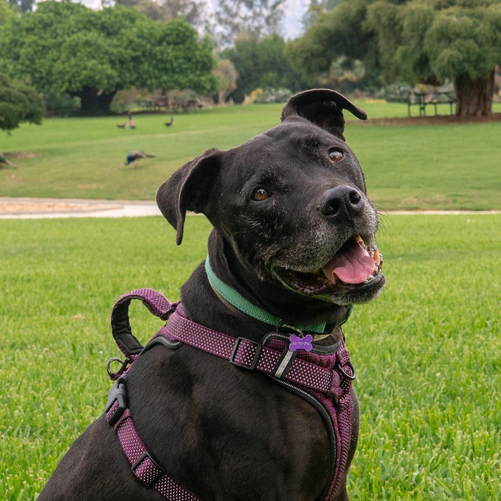 Enlarge Remington, a Adoptable Great Dane in Pasadena, CA image 3/6