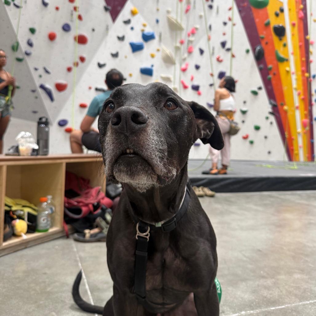 Remington, a Adoptable Great Dane in Pasadena, CA image 4/5
