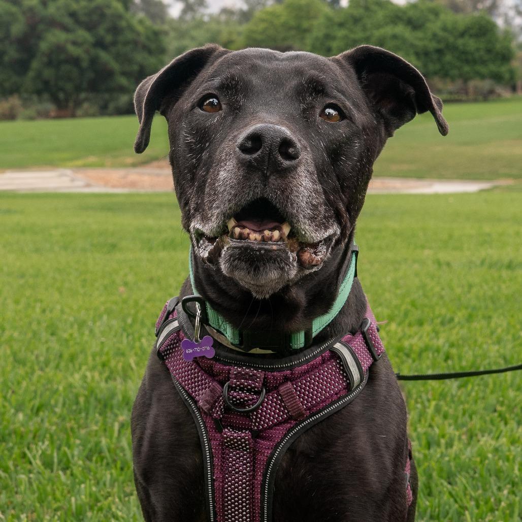 Enlarge Remington, a Adoptable Great Dane in Pasadena, CA image 4/6
