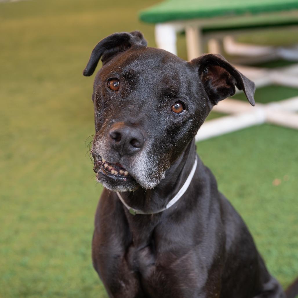 Remington, a Adoptable Great Dane in Pasadena, CA image 5/5
