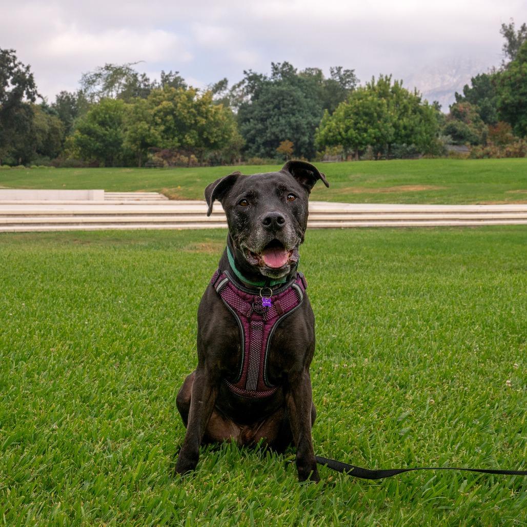 Enlarge Remington, a Adoptable Great Dane in Pasadena, CA image 6/6