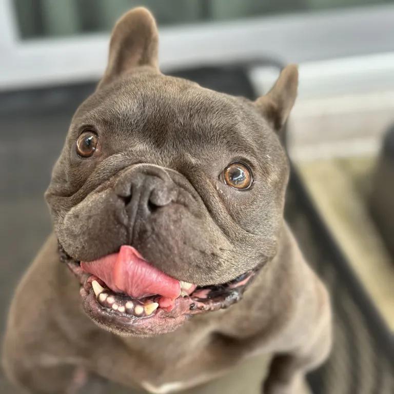 Enlarge Porky Pig, a ADOPTABLE mixed breed in Port Charlotte, FL image 2/5