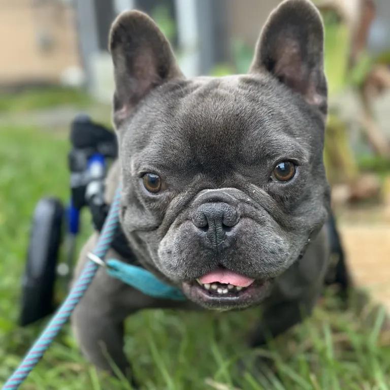 Enlarge Porky Pig, a ADOPTABLE mixed breed in Port Charlotte, FL image 5/5