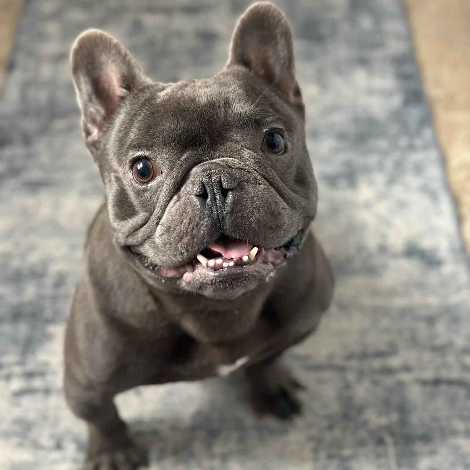 Porky Pig, ADOPTABLE, Young Male French Bulldog.