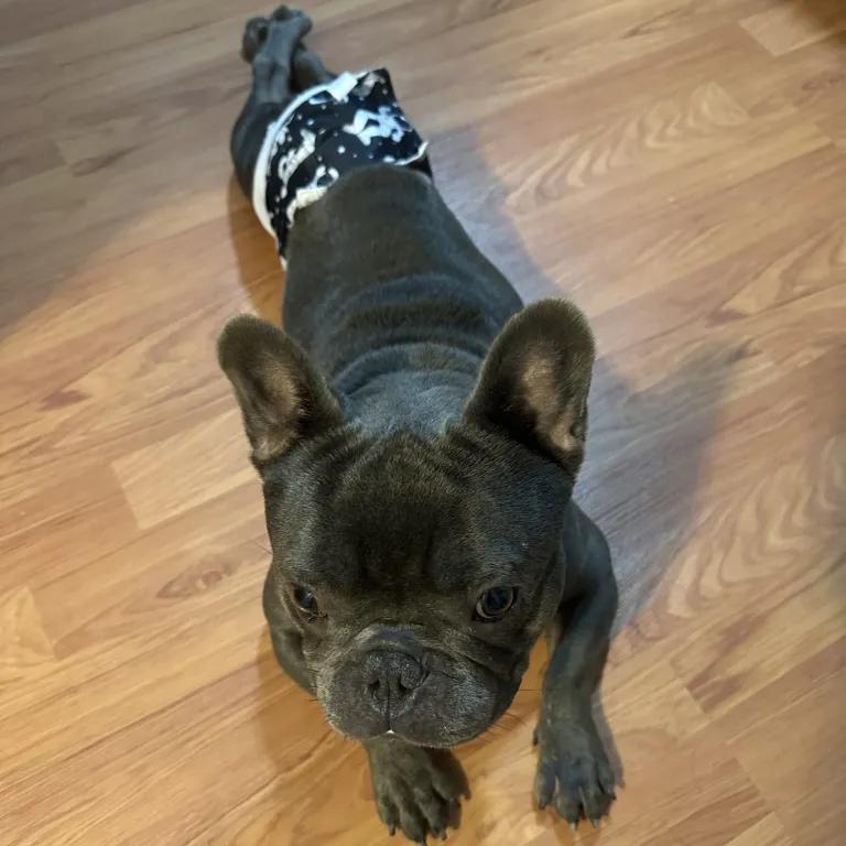 Enlarge Porky Pig, a ADOPTABLE mixed breed in Port Charlotte, FL image 4/5