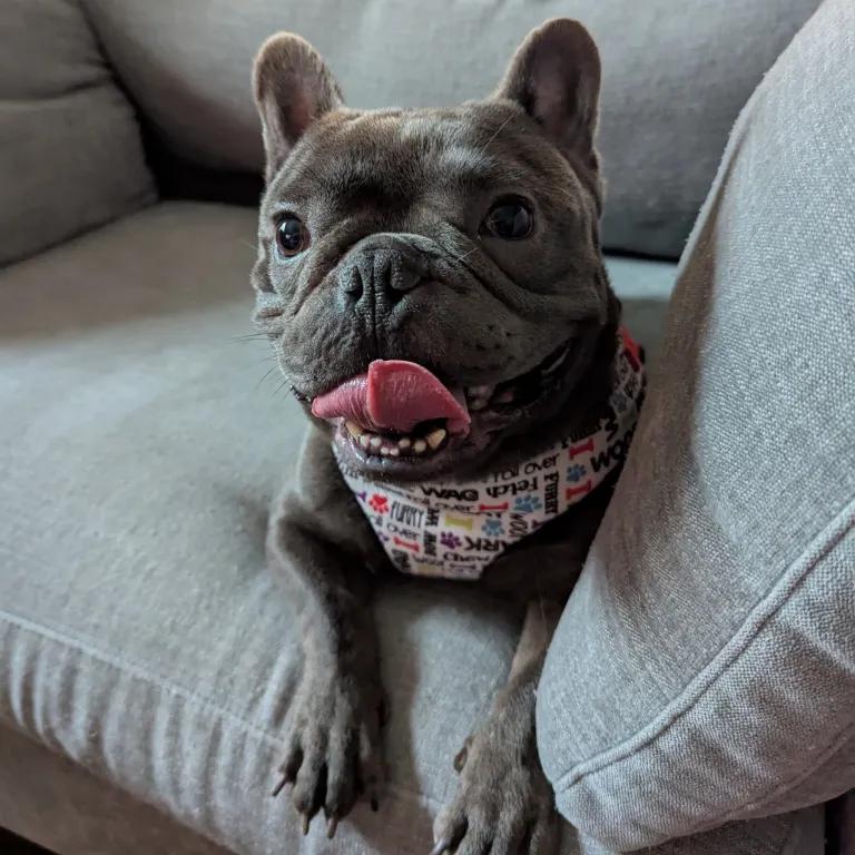 Enlarge Porky Pig, a ADOPTABLE mixed breed in Port Charlotte, FL image 3/5