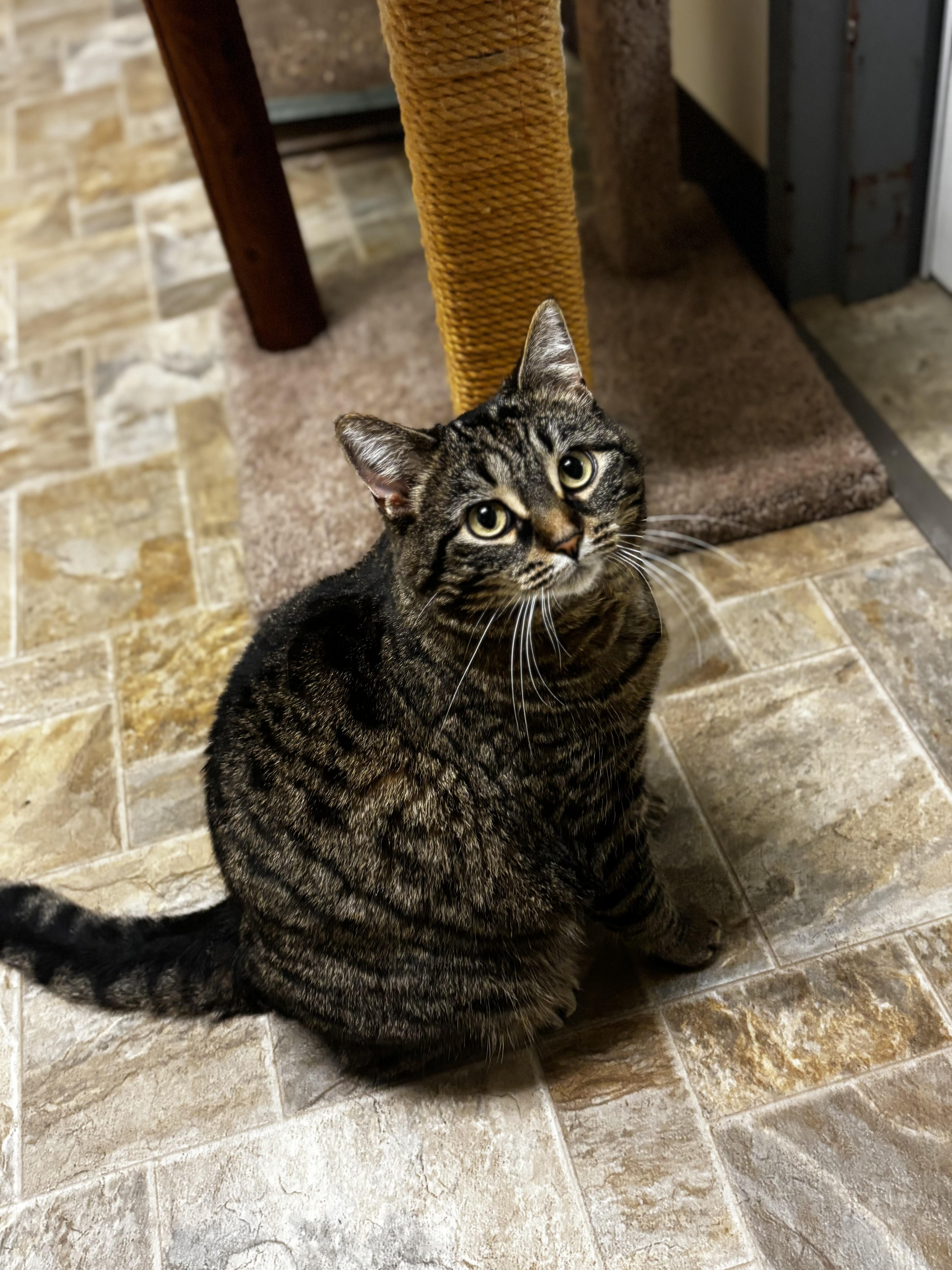 Katie, a ADOPTABLE Domestic Short Hair in Dodgeville, WI image 4/6