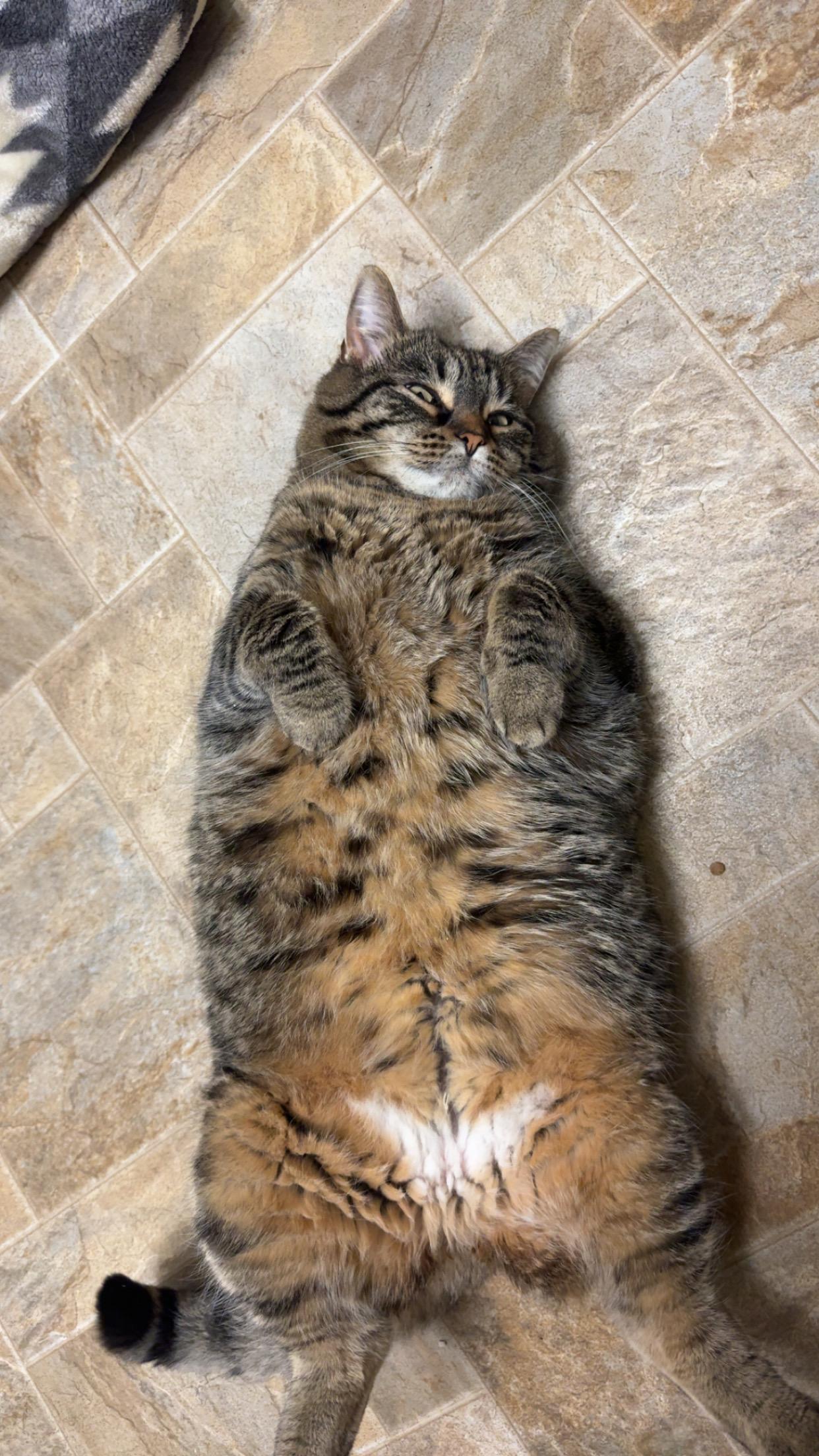Katie, a ADOPTABLE Domestic Short Hair in Dodgeville, WI image 2/6
