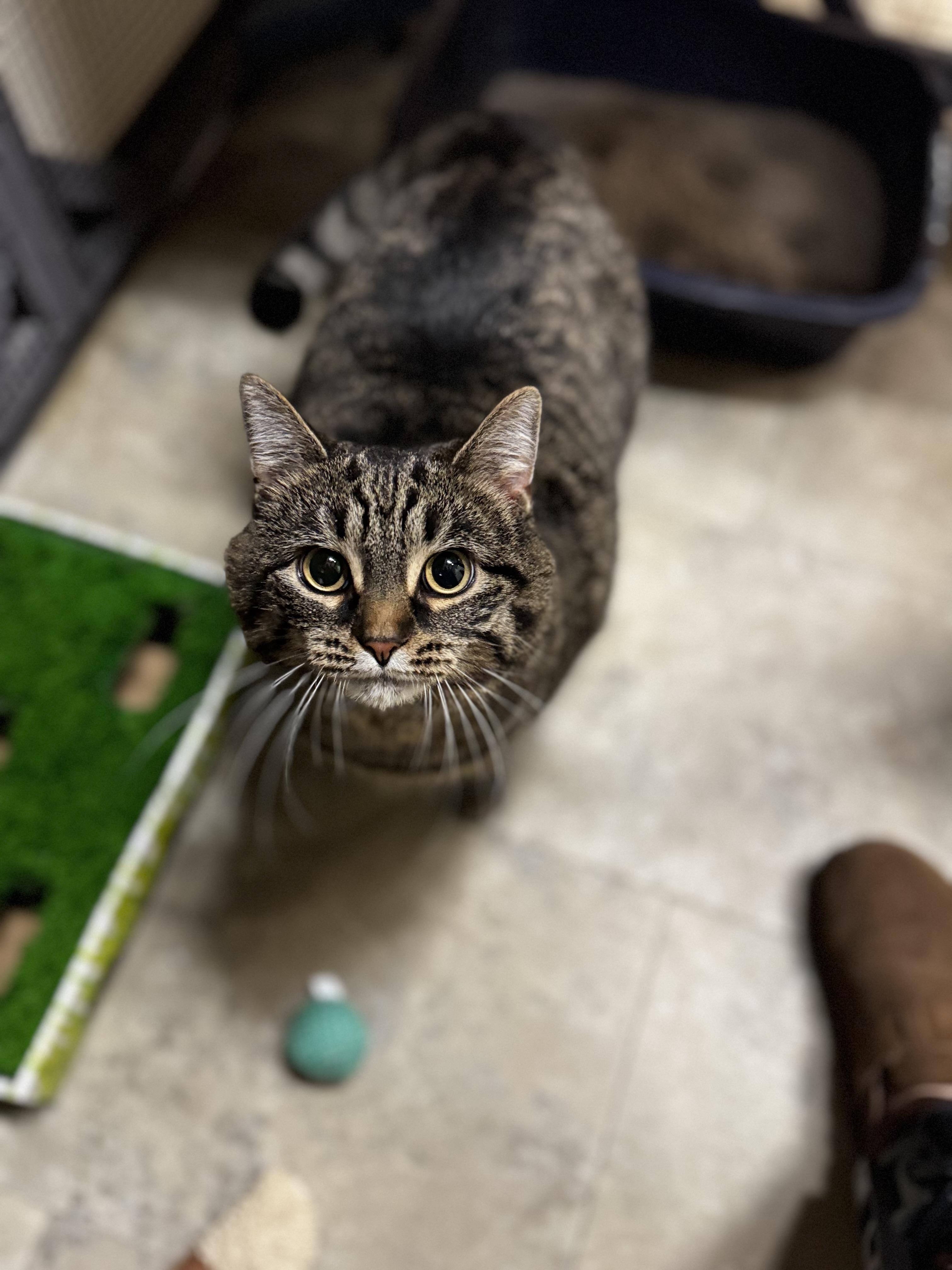 Enlarge Katie, a ADOPTABLE Domestic Short Hair in Dodgeville, WI image 1/3