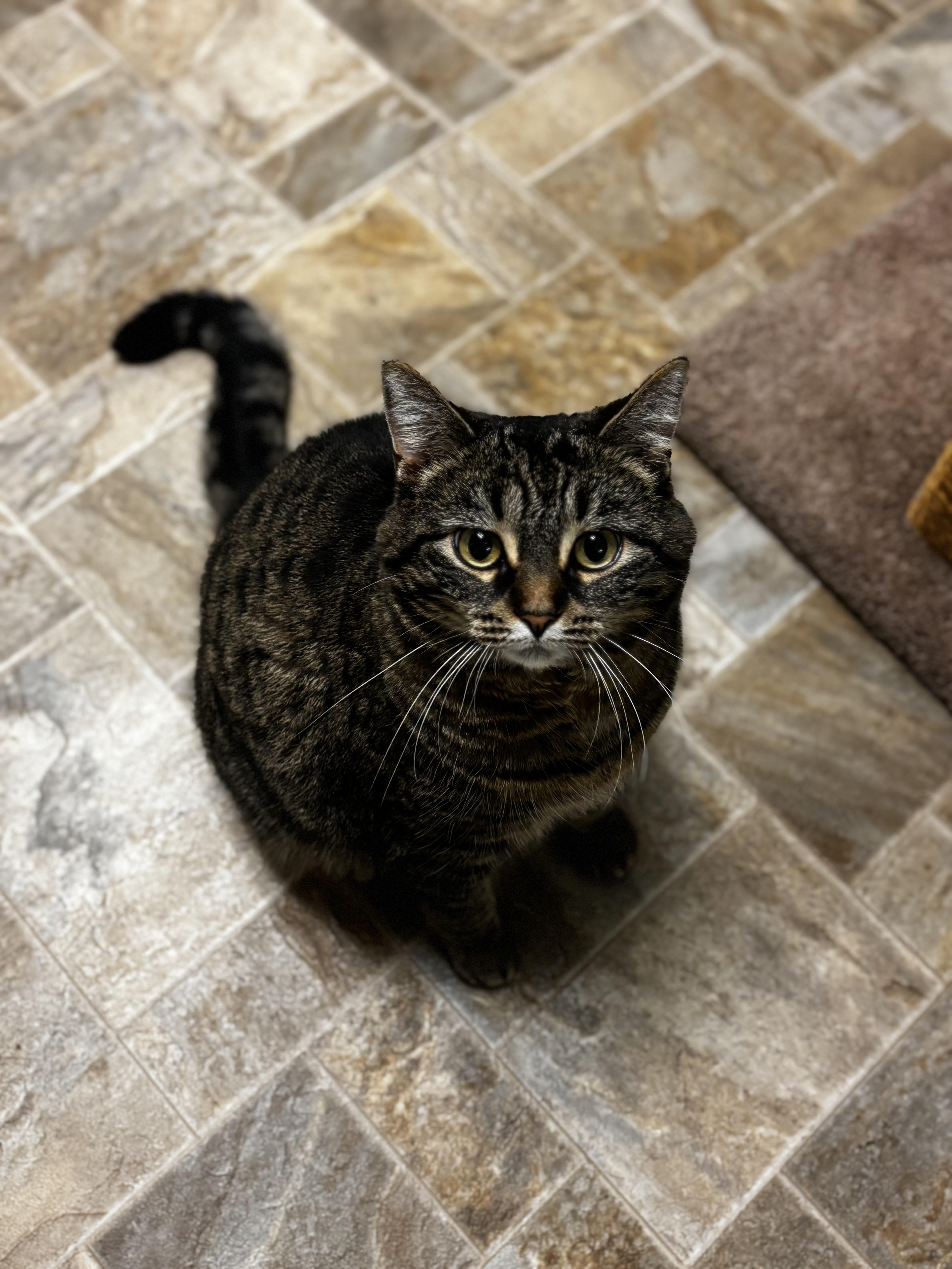 Katie, a ADOPTABLE Domestic Short Hair in Dodgeville, WI image 6/6