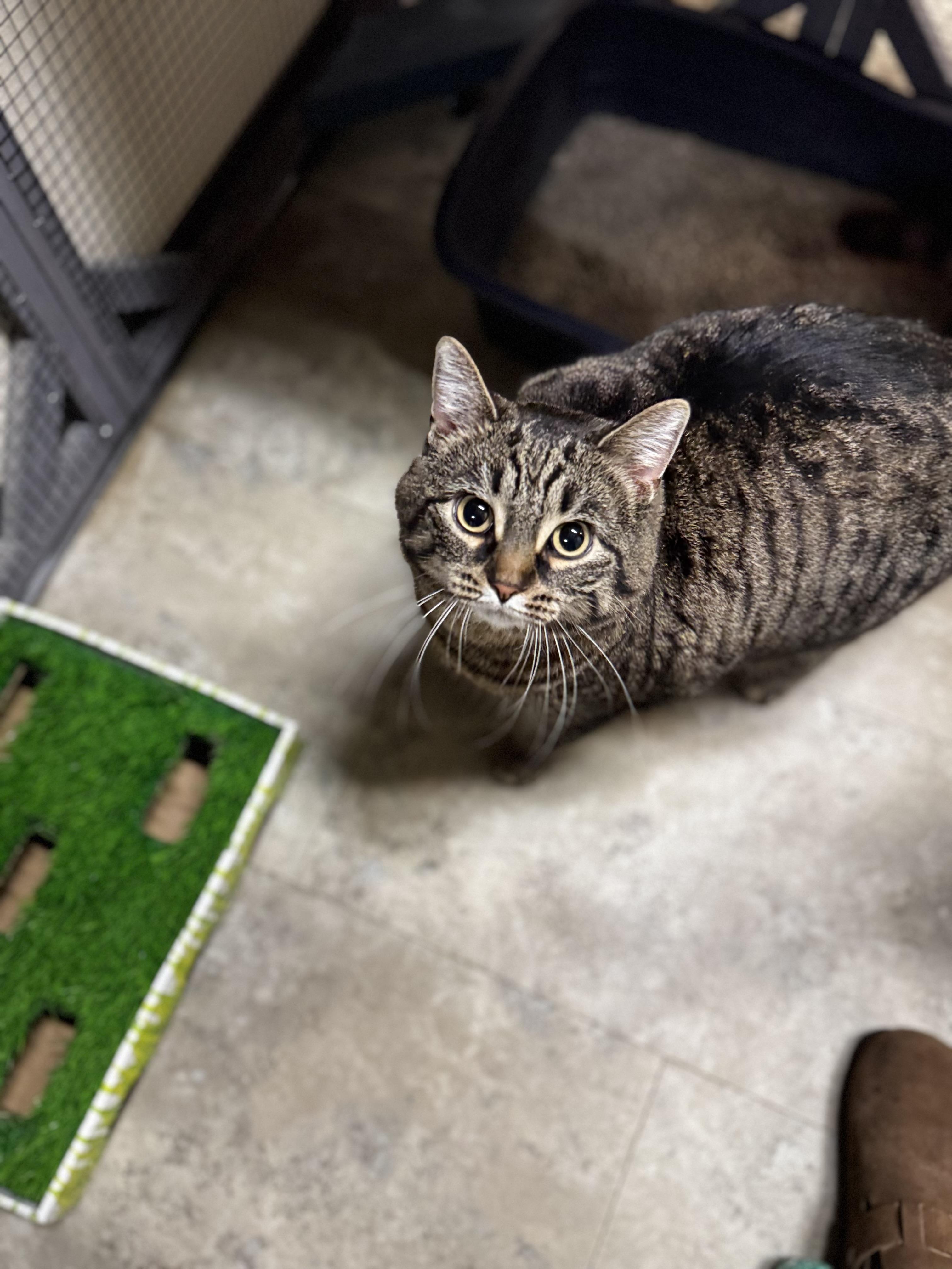 Enlarge Katie, a ADOPTABLE Domestic Short Hair in Dodgeville, WI image 3/3