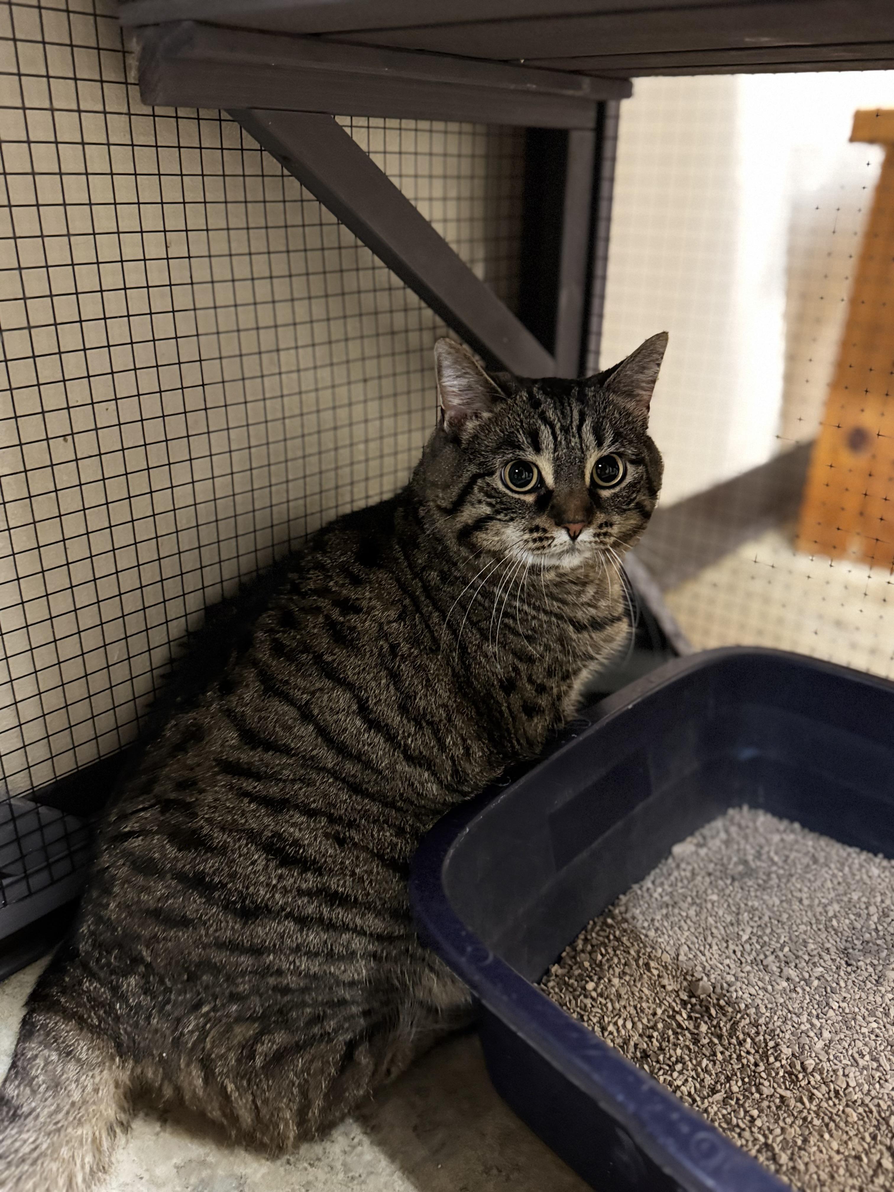 Enlarge Katie, a ADOPTABLE Domestic Short Hair in Dodgeville, WI image 2/3